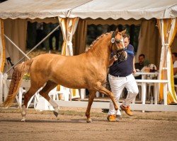 dressage horse Stute von D-Gold AT NRW / FS Don't Worry (German Riding Pony, 2021, from D-Gold AT NRW)