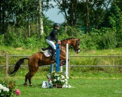 Springpferd Hugerlandshofs Miss Sophie (Deutsches Reitpony, 2010, von Mr.Hale Bob)