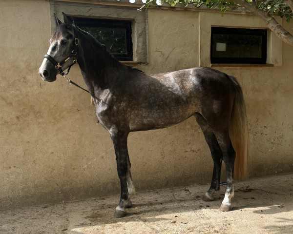 jumper Selena NC (Spanish Sport Horse, 2021, from Cartier Class Z)