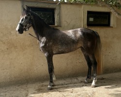 Springpferd Selena NC (Spanisches Sportpferd, 2021, von Cartier Class Z)