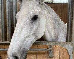 jumper Farosso (KWPN (Royal Dutch Sporthorse), 2010, from Carosso VDL)