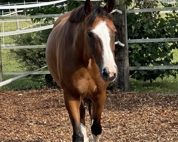 Springpferd Cinsinati (Lettisches Warmblut, 2017, von Carpaccio II)