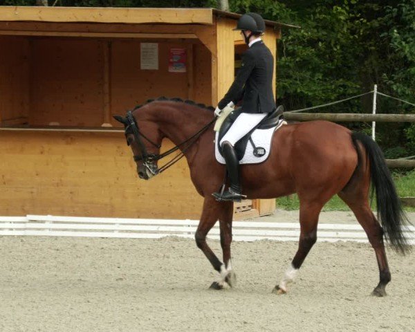Reitturnier Ditzingen 2024