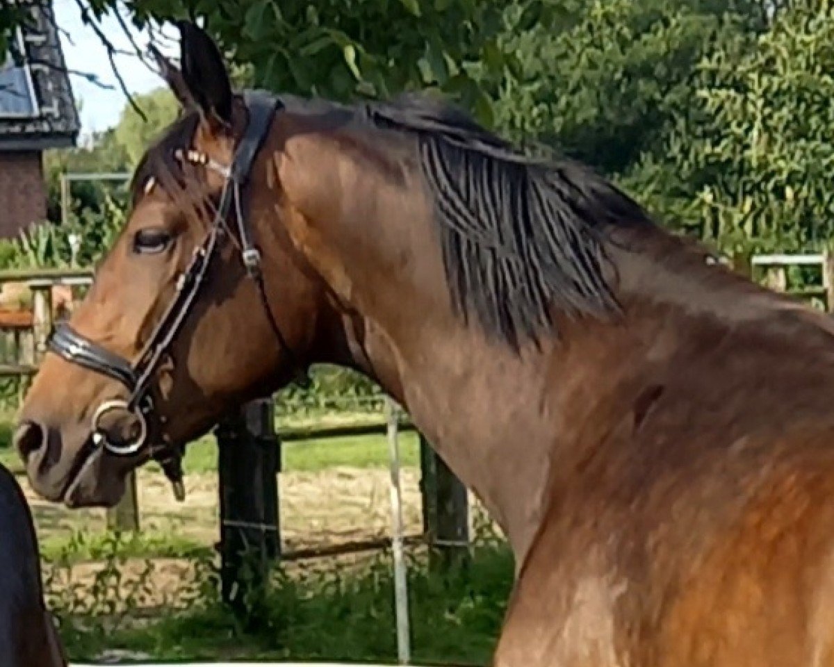 dressage horse Hazel von Harzbeck (Trakehner, 2022, from Gaspard 10)