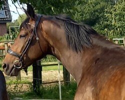 dressage horse Hazel von Harzbeck (Trakehner, 2022, from Gaspard 10)