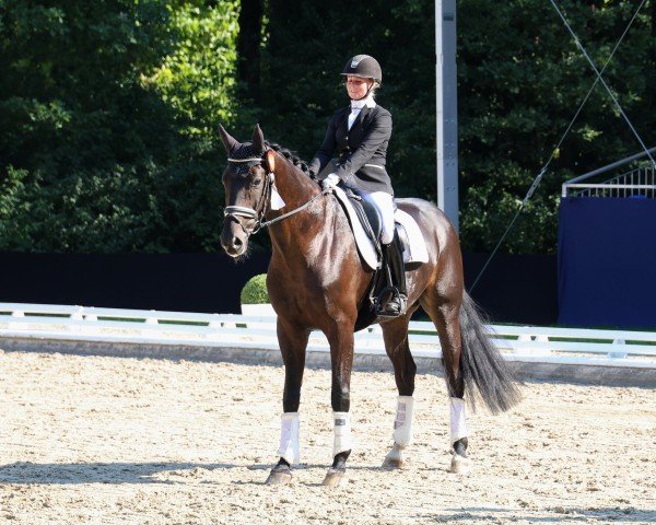 dressage horse Morning Star 64 (Oldenburg, 2018, from Feinrich)