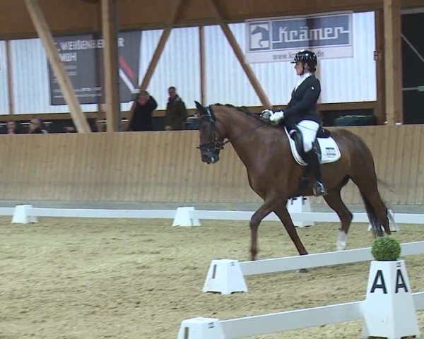 Reitturnier Grafenrheinfeld/Ufr. 2024