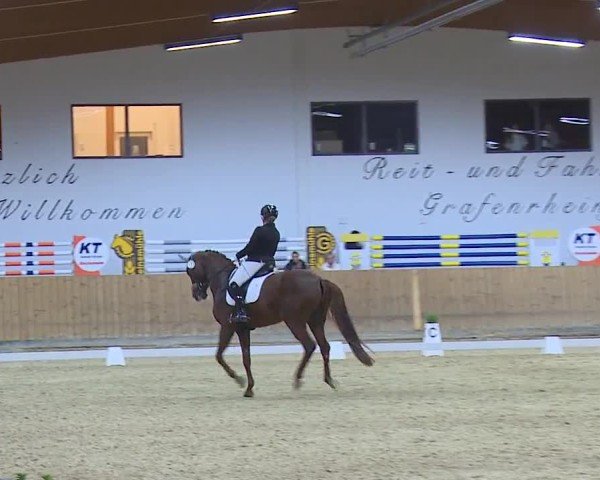 Reitturnier Grafenrheinfeld/Ufr. 2024