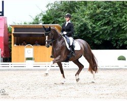 dressage horse Dheelis (Hanoverian, 2018, from Dancier)