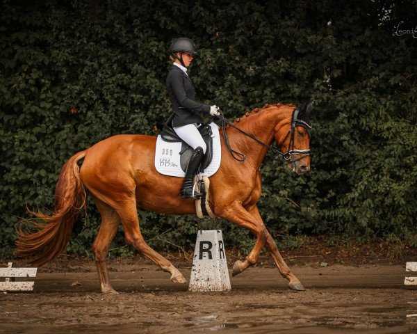 dressage horse Funkemariechen von der Glockengasse (Oldenburg, 2020, from For Romance I)