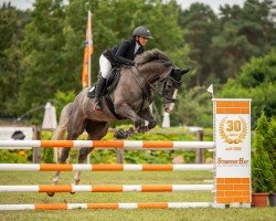 jumper Levicatini (Zangersheide riding horse, 2020, from Levisto Z)