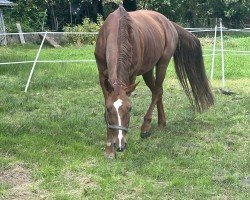 broodmare Dolcessa (Hanoverian, 2013, from Don Diamond)