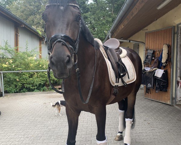 dressage horse Moviestar 9 (Trakehner, 2017)