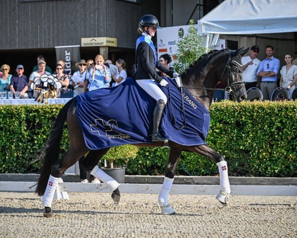 dressage horse Mille Fiori L (Hanoverian, 2016, from E.H. Millennium)