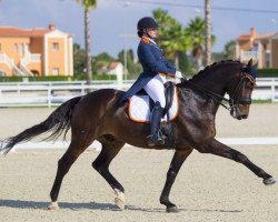 dressage horse Kostendrukkers Ringo Star (Rhinelander, 2003, from Riccione)