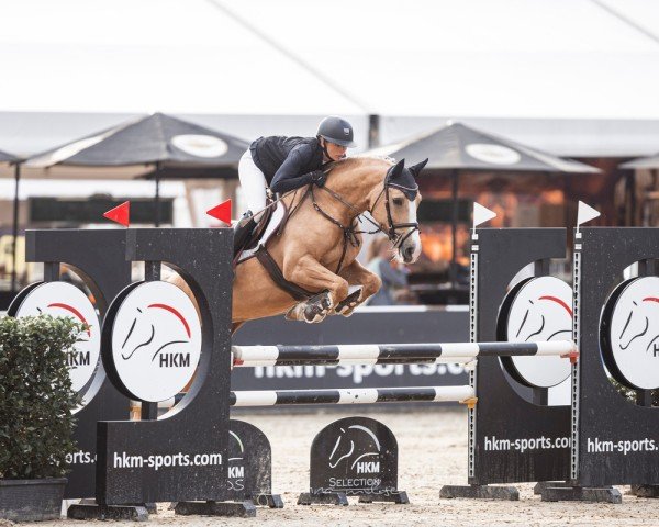 jumper LT Szuckersüß (German Riding Pony, 2019, from Dallmayr K)