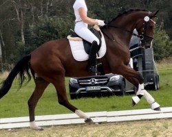 dressage horse Rocket Rose 4 (Hanoverian, 2019, from Rock Springs)