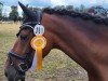 Dressurpferd Machno Greta (Welsh Partbred, 2016, von Machno Special Edition)