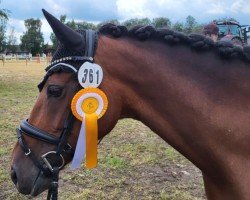 dressage horse Machno Greta (Welsh Partbred, 2016, from Machno Special Edition)