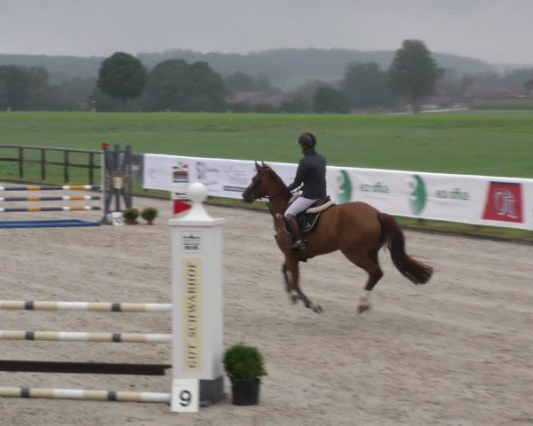 Reitturnier Honsolgen-Buchloe/Schw. 2024