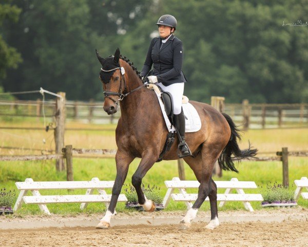 dressage horse Cornetto's Cash (Zangersheide riding horse, 2018, from Cornetto du Domaine)