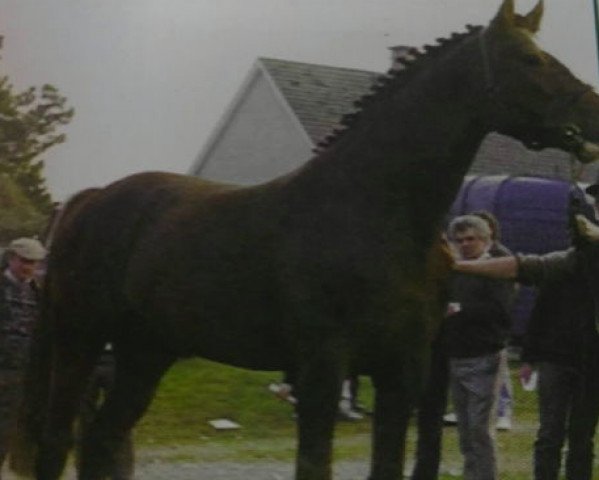 Deckhengst Errigal Flight (Irish Sport Horse, 1984, von King of Diamonds)