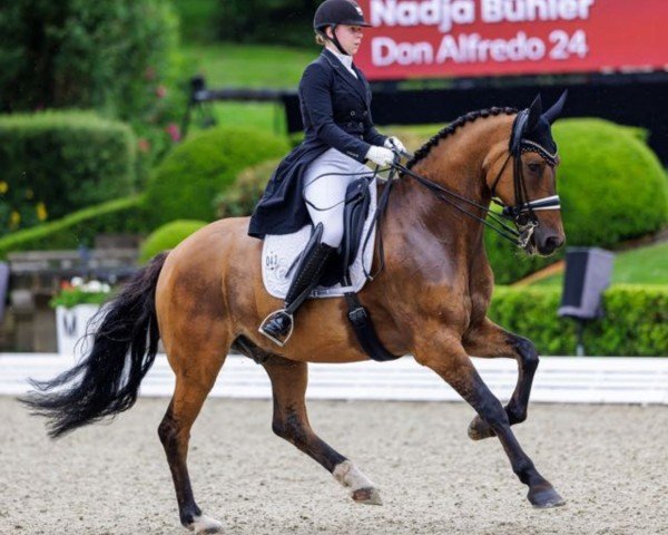 Dressurpferd Don Alfredo 24 (Deutsches Reitpony, 2008, von FS Don't Worry)