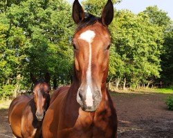 dressage horse Milton (Sachs-door. Heavy Warmbl.,  )