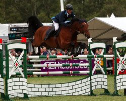 jumper London Calling (Irish Sport Horse, 2000, from Errigal Flight)