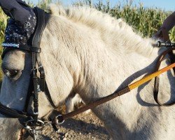 dressage horse Moritz (Shetland Pony, 2003)