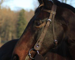 dressage horse Excalibur (Sachs-door. Heavy Warmbl.,  )