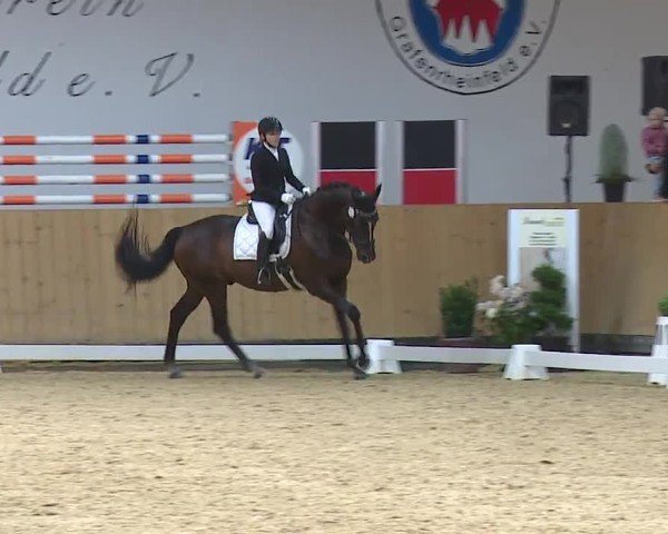 Reitturnier Grafenrheinfeld/Ufr. 2024