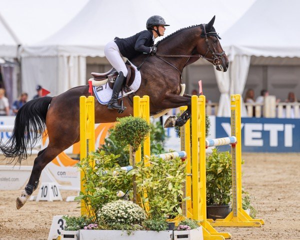 jumper Cesair (Hanoverian, 2019, from Clinton's Heart)