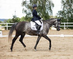 dressage horse Day of Life 4 (German Sport Horse, 2017, from Cheetano)