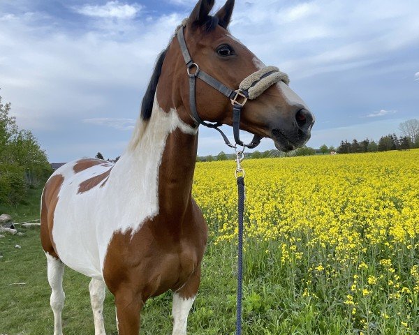 Springpferd Anneliese 17 (Trakehner, 2008, von Harbuz AA)