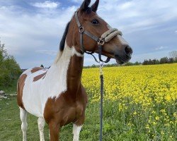 jumper Anneliese 17 (Trakehner, 2008, from Harbuz AA)