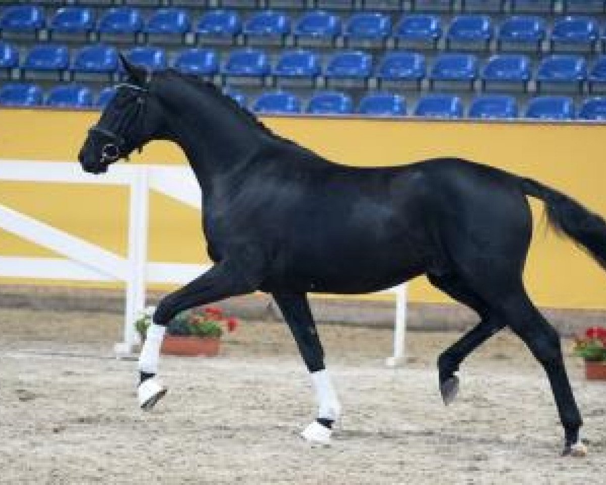 Deckhengst Gordon Gekko (Westfale, 2014, von Grey Flanell)