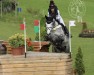 eventing horse Glynndale Sophie (Irish Sport Horse, 2016, from Glynndale Apollo)