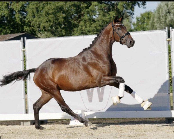 dressage horse Zaperol Sprizz (Hanoverian, 2020, from Blue Hors Zackorado)