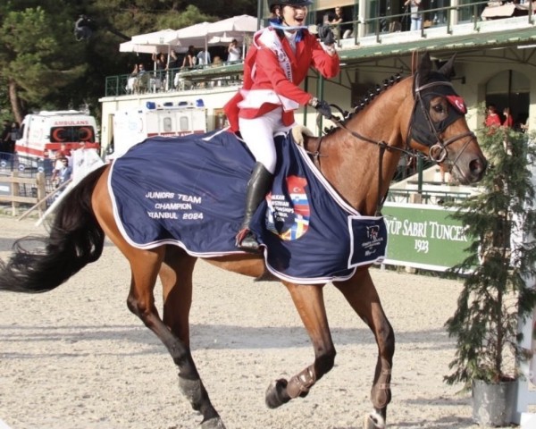 Springpferd Global W (KWPN (Niederländisches Warmblut), 2011, von Baloubet du Rouet)