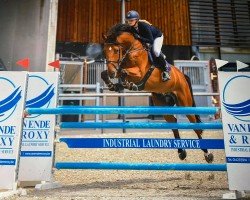 jumper James W (KWPN (Royal Dutch Sporthorse), 2014, from Nabab de Rêve)