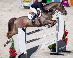 stallion Doree van de Moskifarm (Belgian Warmblood, 2003, from Heartbreaker)