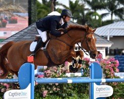 jumper Allure G (KWPN (Royal Dutch Sporthorse), 2005, from Arkansas)