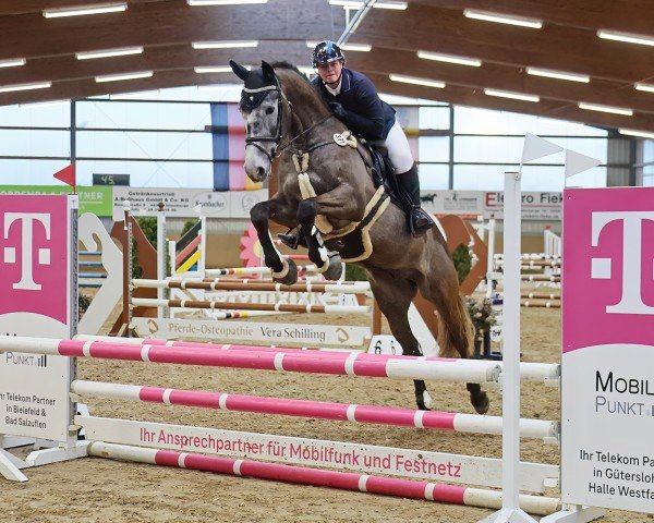 jumper Henry Hurricane (German Sport Horse, 2019, from Hickstead White)