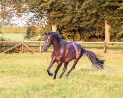 dressage horse Just for You B (Westphalian, 2020, from Glock's Johnson Tn)