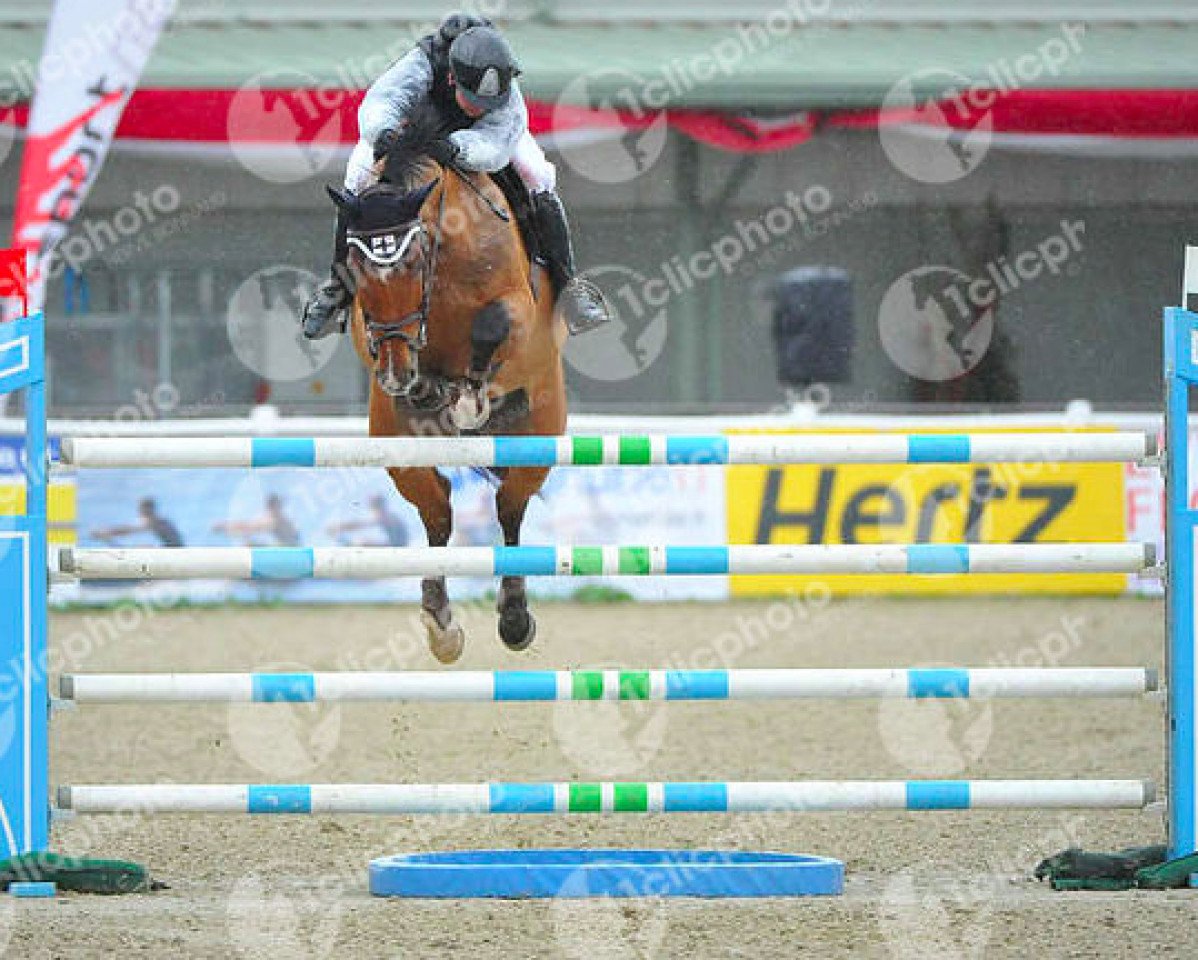 Springpferd Lacrima Di Felicita (Oldenburger Springpferd, 2003, von Careful 28)