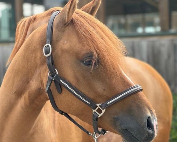 dressage horse Der Daimler S (German Riding Pony, 2020, from Dimension AT NRW)