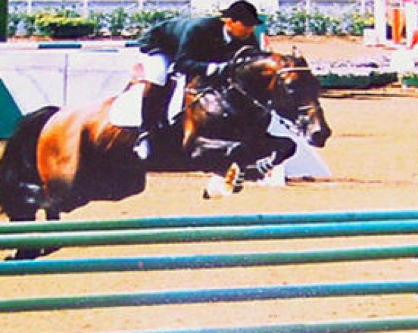 stallion Touchdown (Irish Sport Horse, 1982, from Galoubet A)