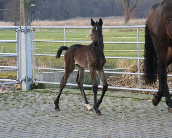 dressage horse Stute von Taurus / Erdinger (Oldenburg, 2023, from Taurus)