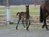 dressage horse Stute von Taurus / Erdinger (Oldenburg, 2023, from Taurus)